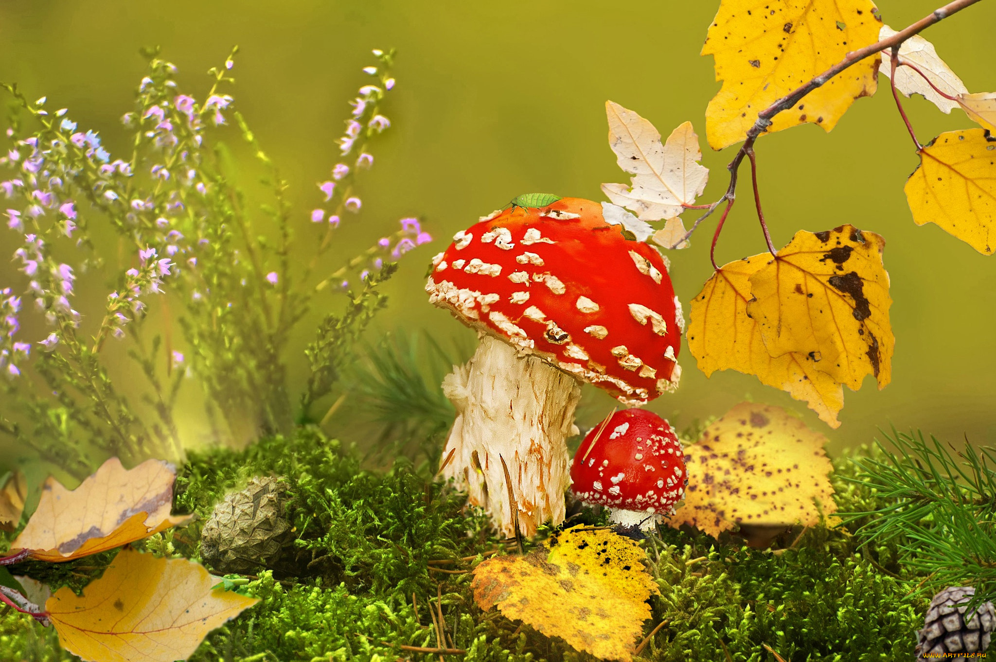 Осень грибы